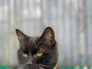 Farm cat jack
