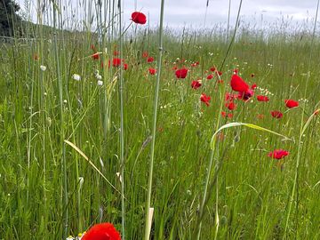 Wild flowers at solitaire farm