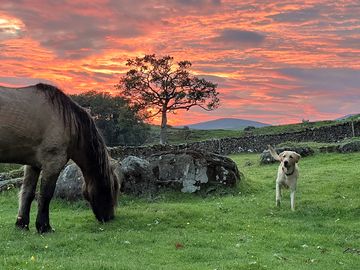 Hamish and sidney enjoying the views