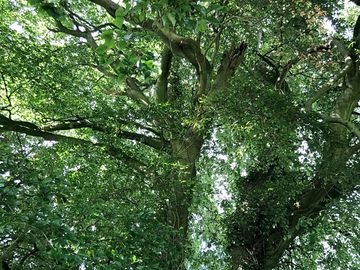 Woodland walks nearby