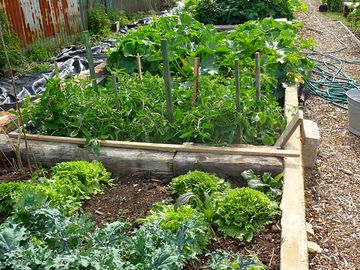 The raised bed packed full of lovely vegetables