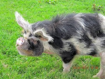 One of the farm animals - great for the children to visit