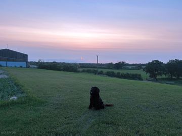 Dog-friendly grass pitches