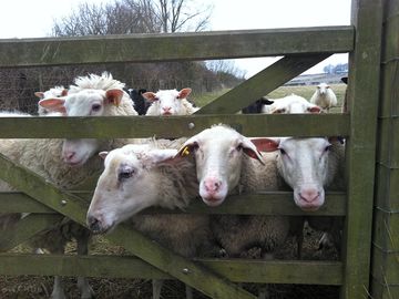 The milk sheep waiting for breakfast