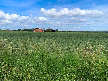 Farm views
