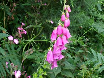 Foxgloves