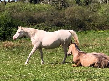 Horses for neighbours