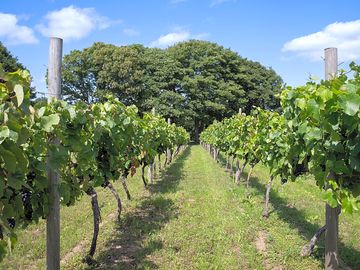 A walk along the vines