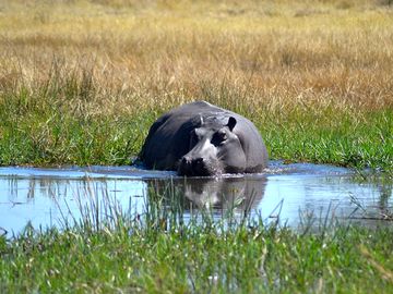 Hippo in the chobe in front of the lodge