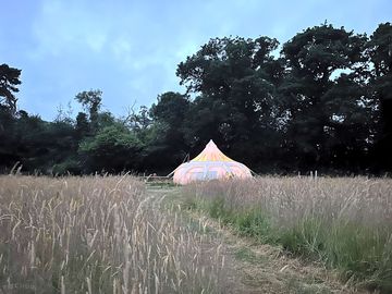 Bluebell set in the meadow, by night