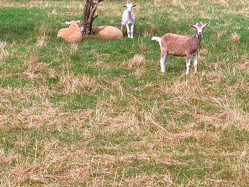 Animals on site