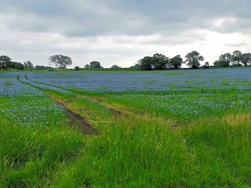 Linseed crop on the farm
