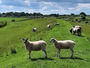Local sheep