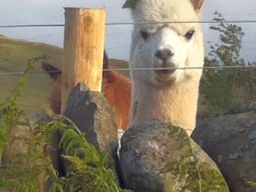 Come and meet the local animals!