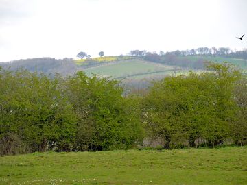 Grassy pitches
