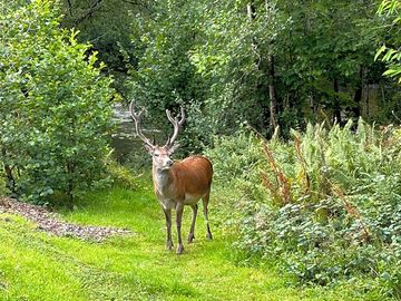 Wild deer