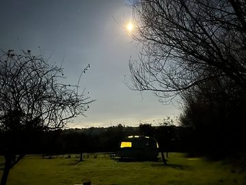 Orchard by night