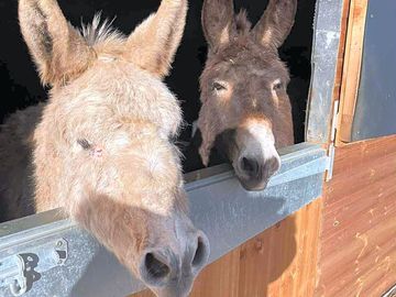 Trevor and lola looking out 👀 for visitors 👍
