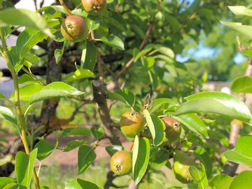 Fruit trees in the orchard garden