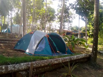 Pitches under the trees