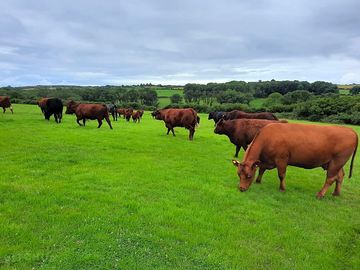 Cows