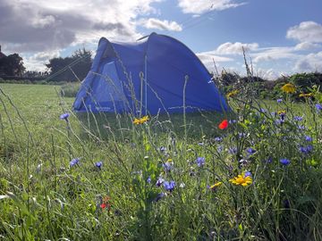 Floral partitions between pitches on our pretty campsite.