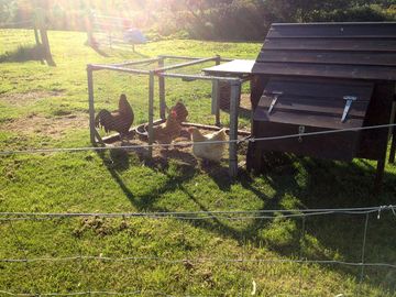 Eggs, anyone?