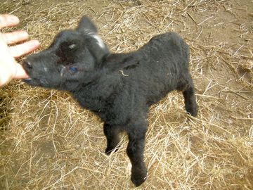 A hungry lamb