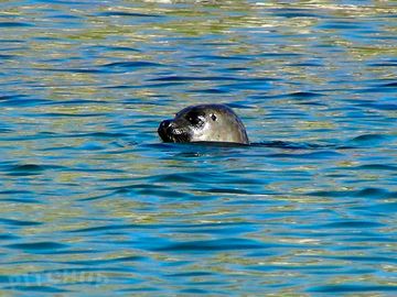 Common seal photographed on a boat trip on the uig coastline, isle of lewis, western isles.