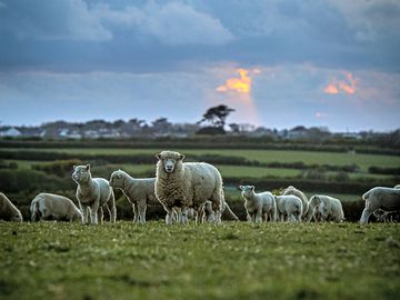 Sheep grazing on the countryside