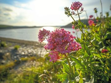 Flowers blooming