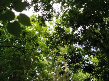 Nature's canopy