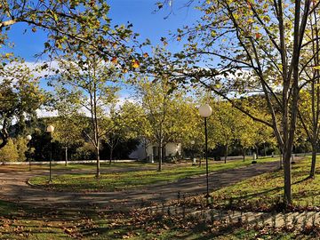 Pitches among the trees