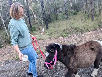Miniature horse