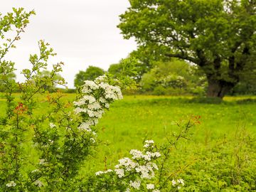 Nature on the site