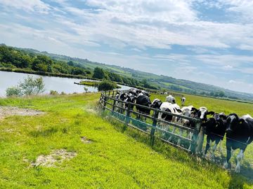 Neighbouring farm animals