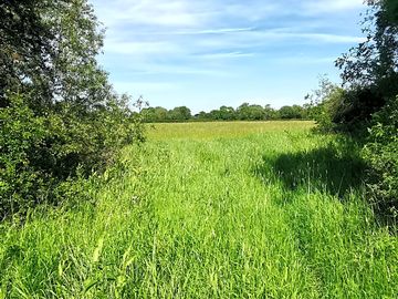 View of the meadow