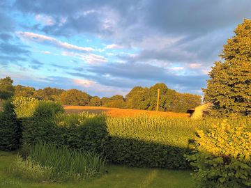 The field in early evening