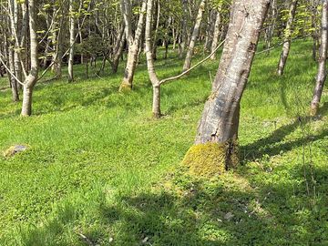 Peaceful spot in the woodland alongside balmule fishery