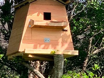 Happy to say our owl box is now being used. haven't confirmed if its a barn owl or tawny owl yet.