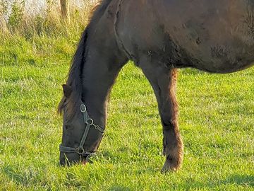 Gentle old fella sid