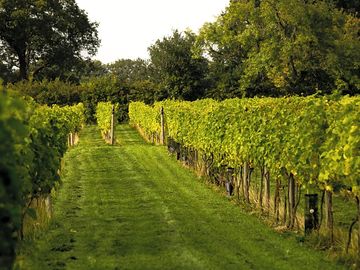 Summer vines