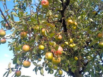 Pear tree