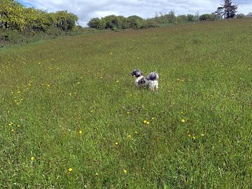Designated field for dog exercise