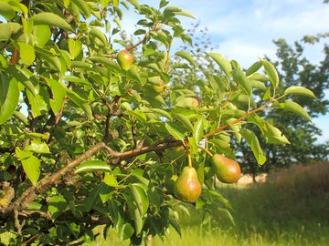Peace and quiet in the orchard garden