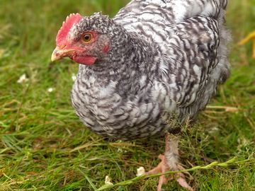 Hens