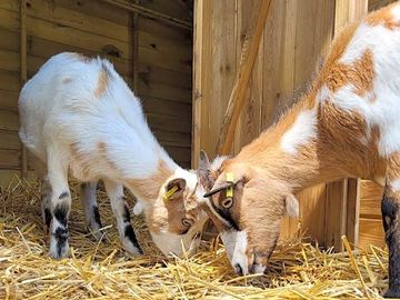 Goats on site