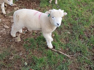 Spring lamb in nearby field