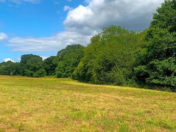 Mature ancient woodland around the camping field