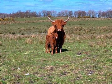 Cow and its calf